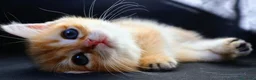 British gatti in vendita: Gattini BRITISH GOLDEN SHORTHAIR  - Annuncio 6