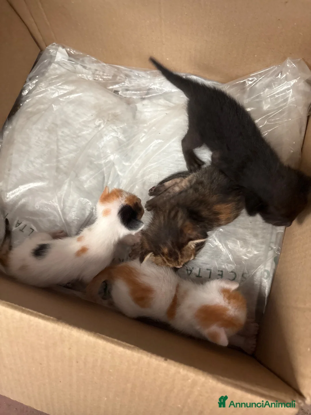 Altre razze gatti in vendita: Sono 9 gattini a Libero consorzio comunale di Ragusa - Annuncio 2