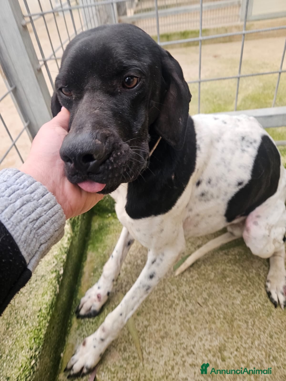 Pointer cani Valentino: pointerino dolcissimo con tutti  - Annuncio 1