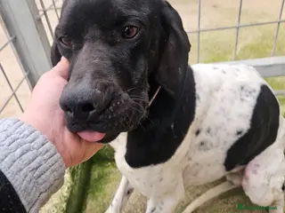 Pointer cani Valentino: pointerino dolcissimo con tutti - Annuncio 37