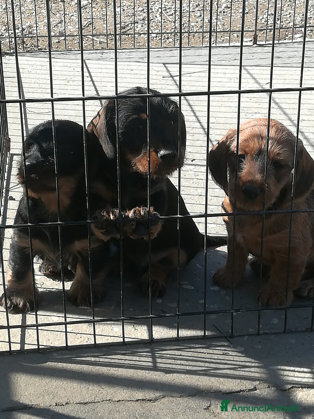 Bassotto cani in vendita: Bassotto pelo duro  - Annuncio 8