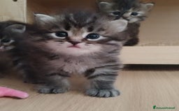 Siberiano gatti in vendita: SIBERIANI GATTINI IPOALLERGENICI  a Provincia di Brescia - Immagine 5
