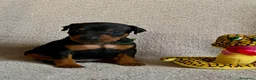 Pinscher Miniatura cani in vendita: Pinscher nano  - Annuncio 17