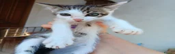 Altre razze gatti in regalo: Gattini in cerca di una casa a Provincia di Frosinone - Annuncio 7