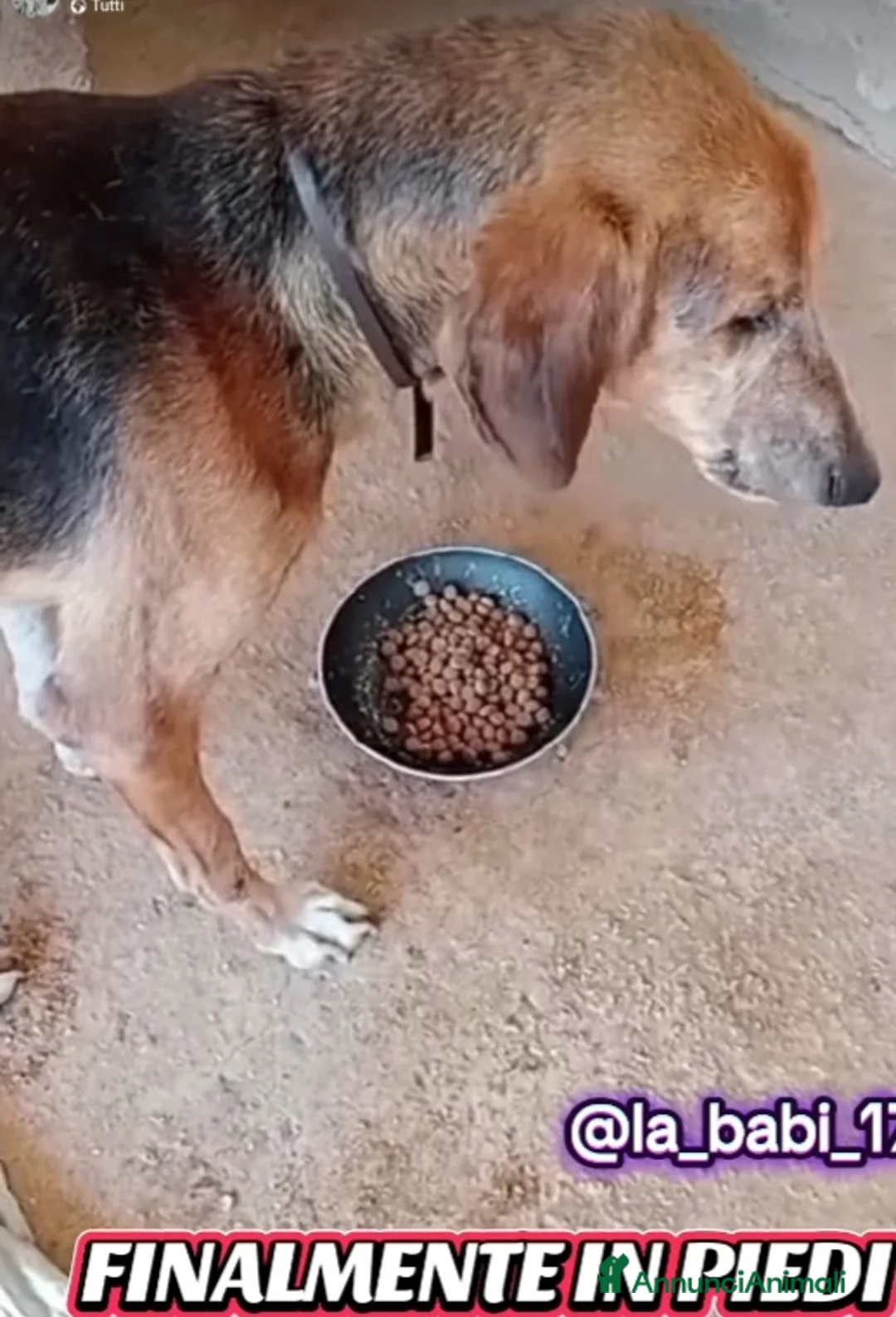 Segugio cani in regalo: Segugio X 8ANNI A CATENA CORTA!! PUGLIA a Città metropolitana di Milano - Annuncio 4