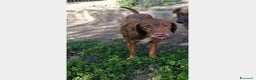 Meticcio cani in regalo: Anonimo giovane dimenticato in canile Calabria a Milano - Annuncio 3