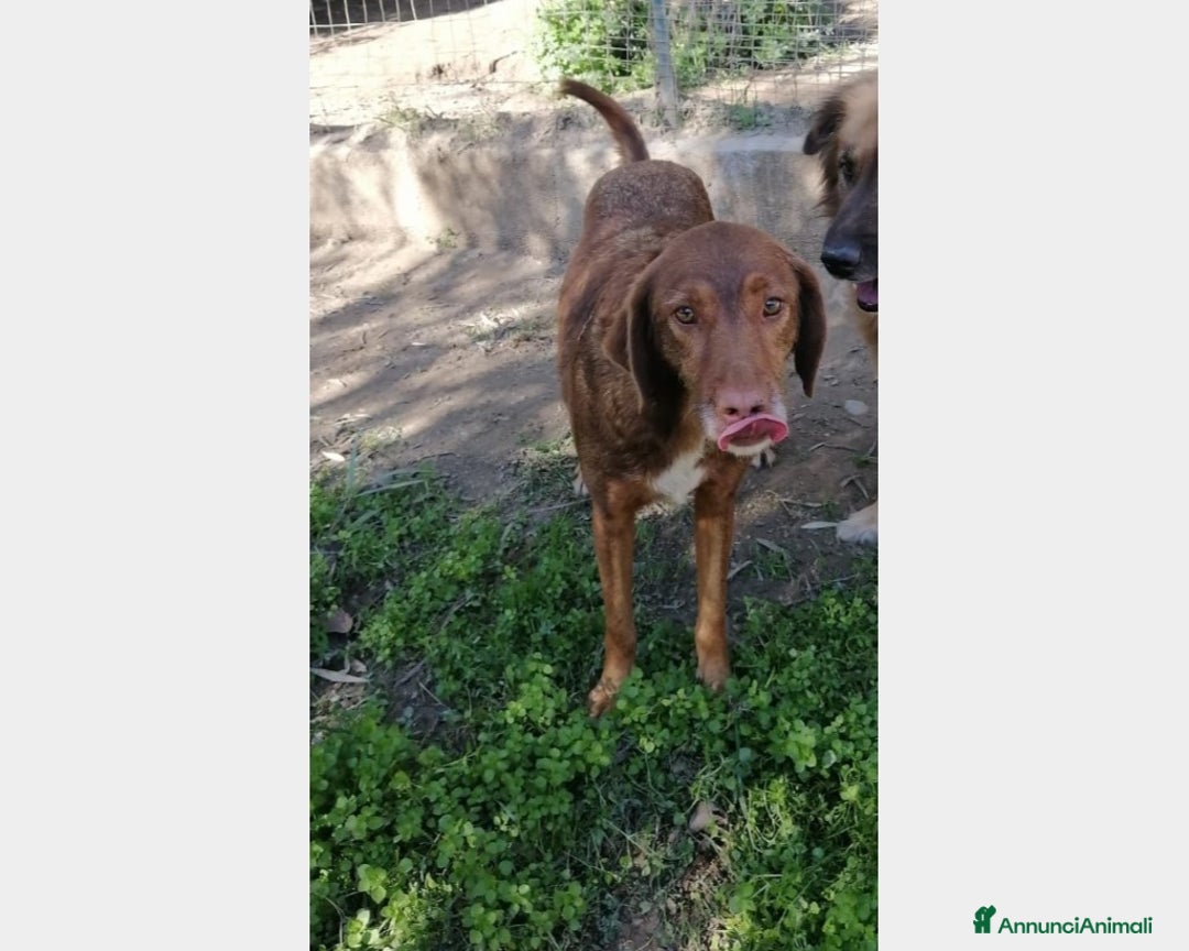 Meticcio cani in regalo: Anonimo giovane dimenticato in canile Calabria a Milano - Annuncio 3