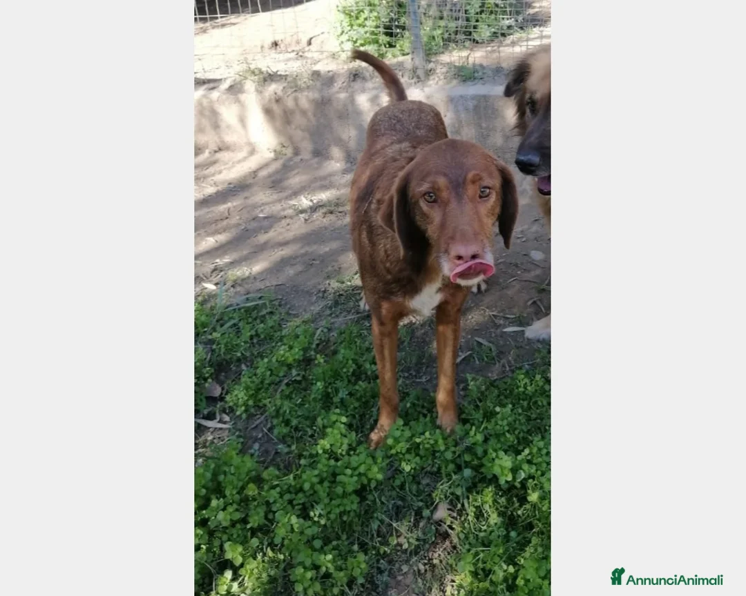 Meticcio cani in regalo: Anonimo giovane dimenticato in canile Calabria a Milano - Annuncio 3