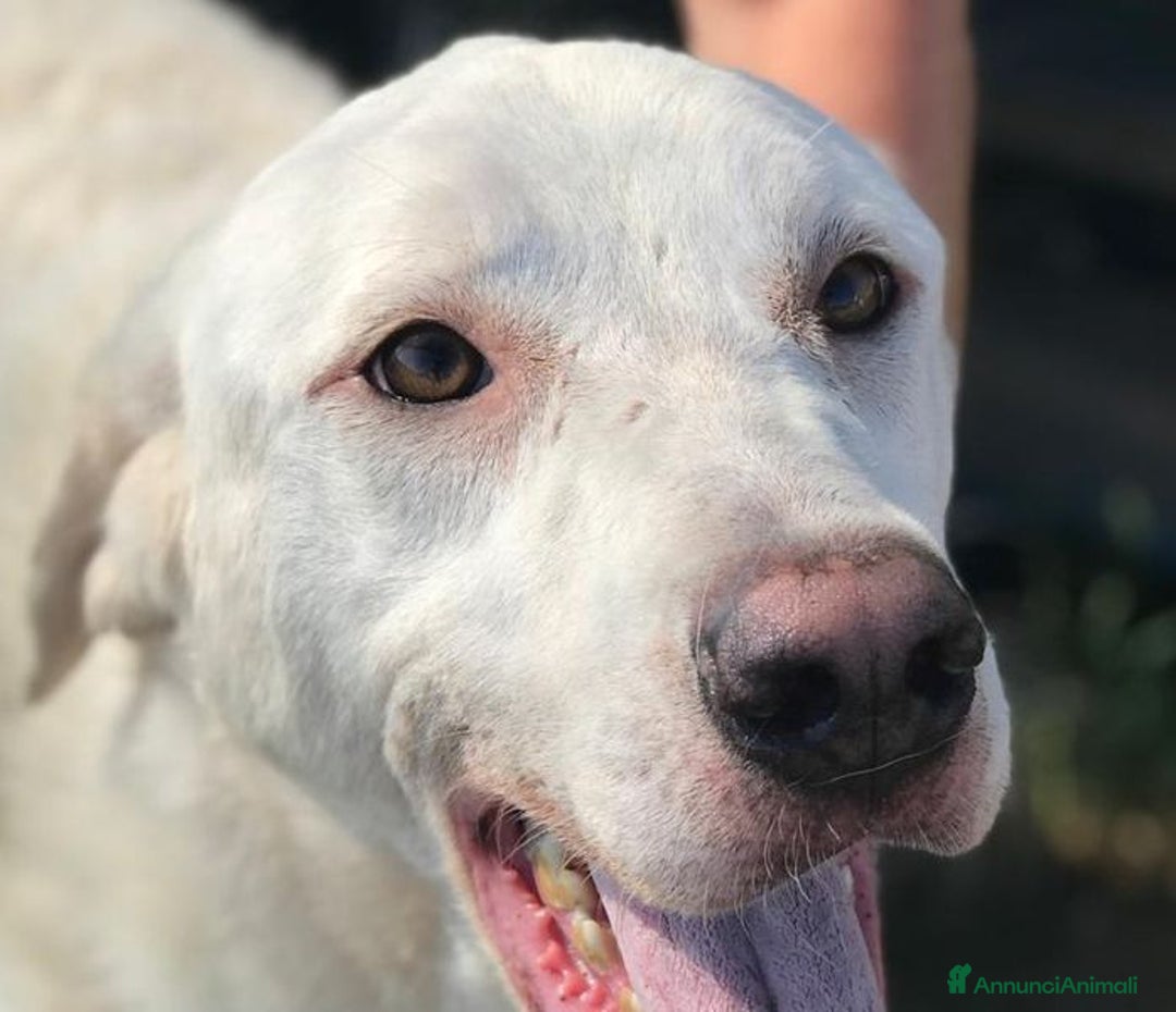 Labrador cani in regalo: BOSTON, OCCHI DOLCISSIMI a Provincia di Latina - Immagine 2