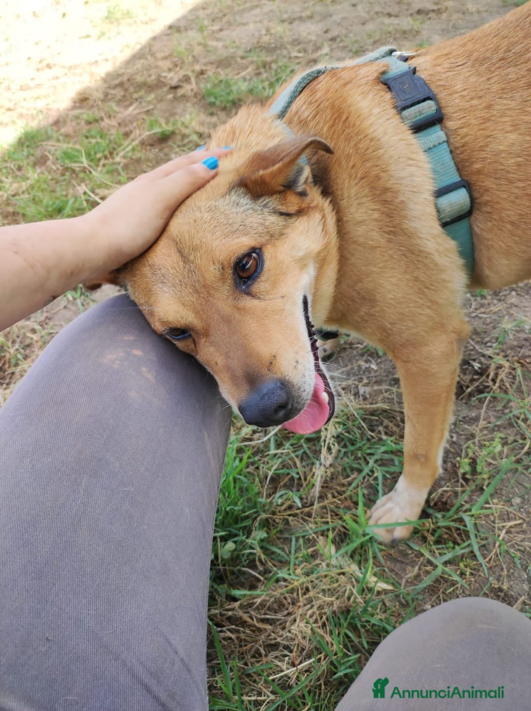 Meticcio cani in regalo: BRUNO 5anni ne ha passate tante ..SOS NAPOLI a Città metropolitana di Milano - Annuncio 6