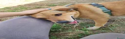 Meticcio cani in regalo: BRUNO 5anni ne ha passate tante ..SOS NAPOLI a Città metropolitana di Milano - Annuncio 6