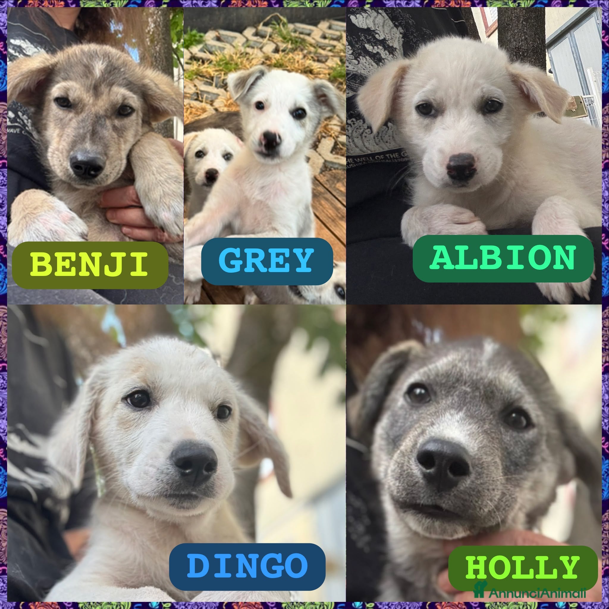 Meticcio cani Cuccioli taglia media contenuta socievoli - Annuncio 22