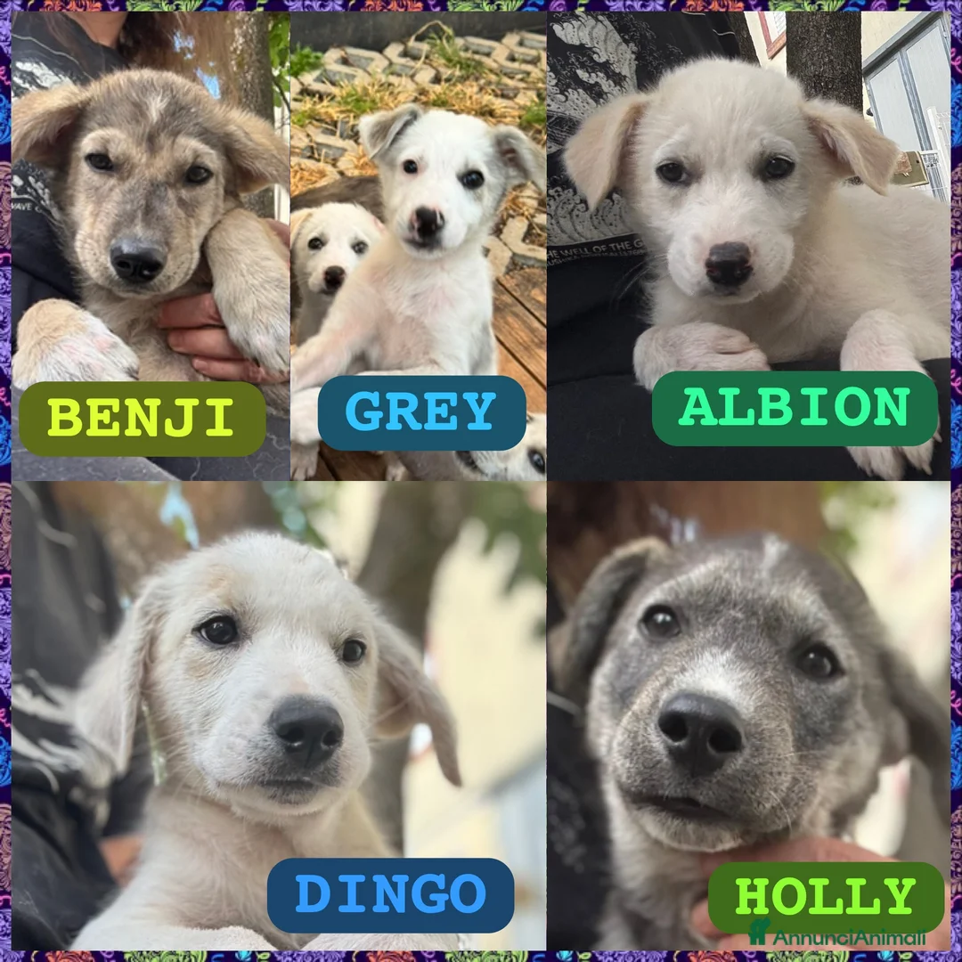 Meticcio cani in regalo: Cuccioli taglia media contenuta socievoli a Città Metropolitana di Genova - Annuncio 1