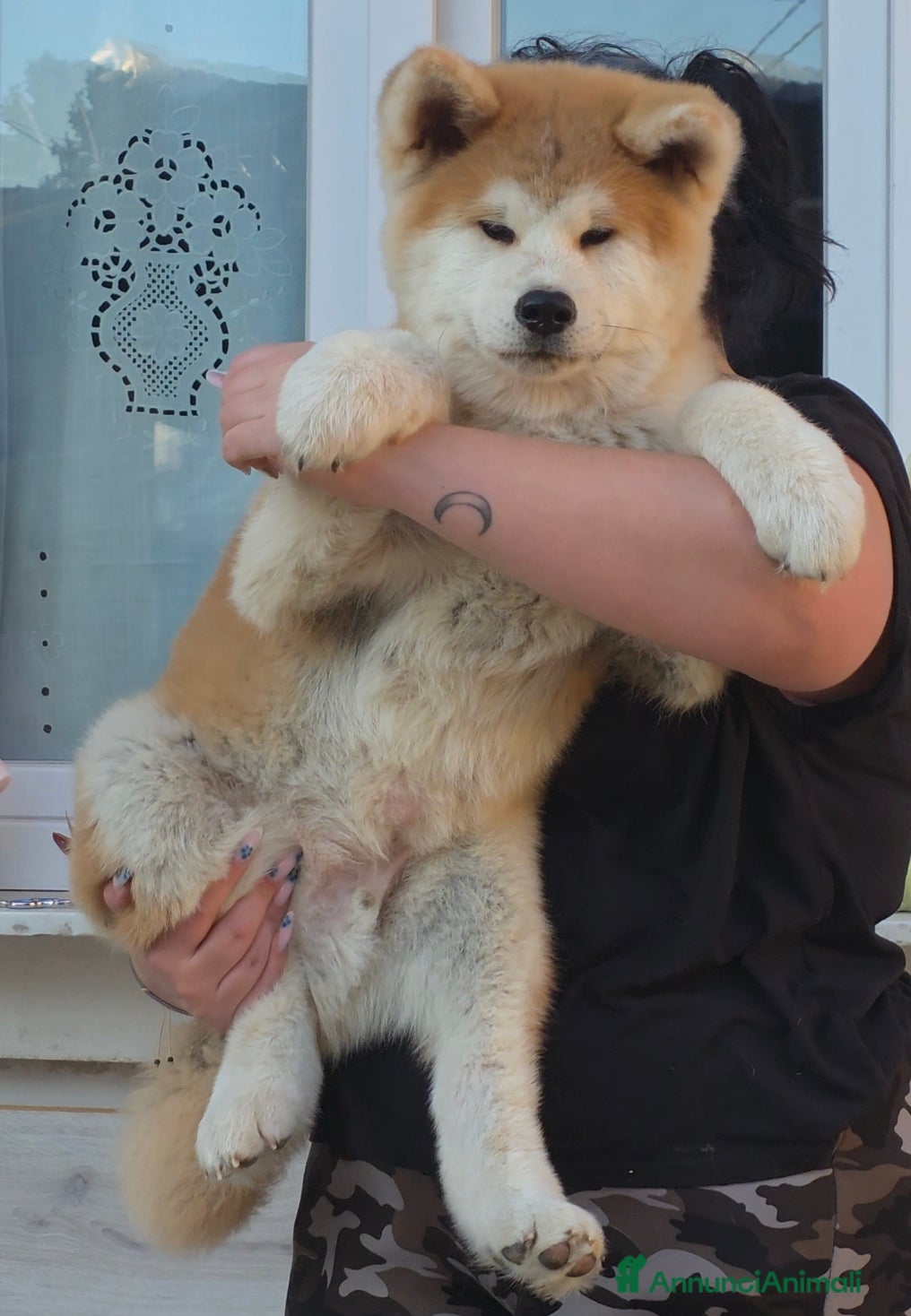 Akita Inu cani Akita inu cucciolo pedigree  - Annuncio 1