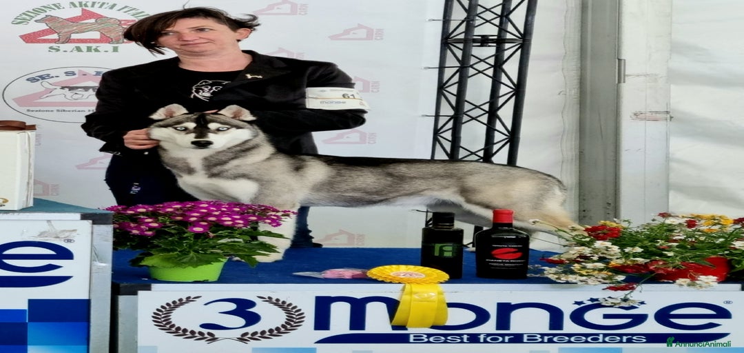 Immagine della galleria {{count}}