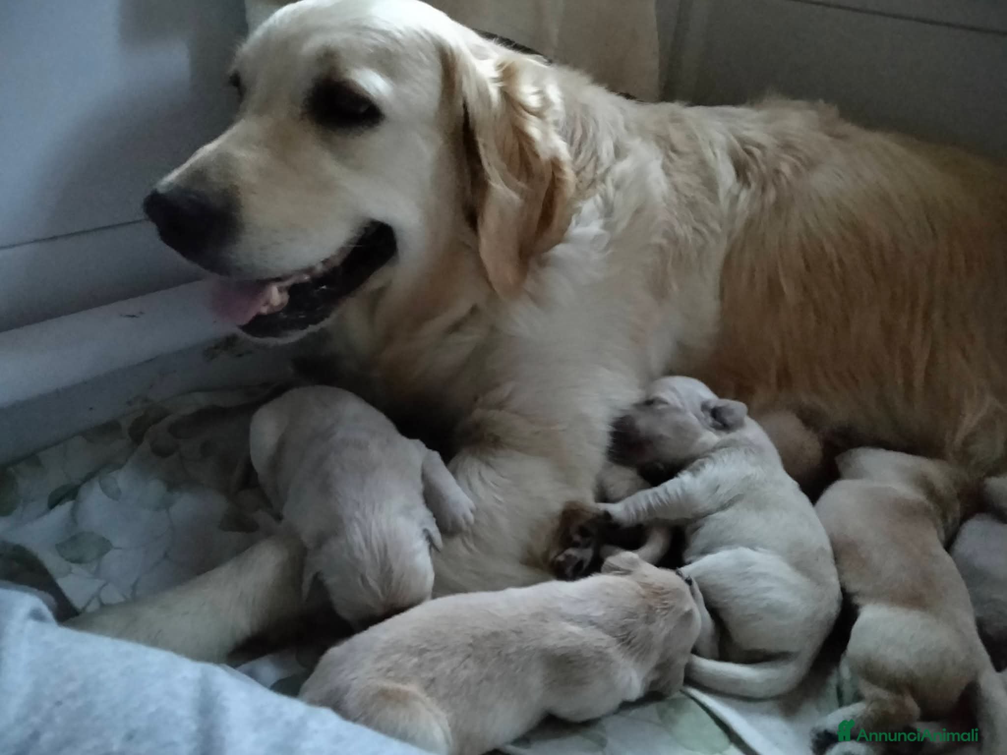 Golden Retriever cani in vendita: Cuccioli Golden retriever  - Annuncio 2