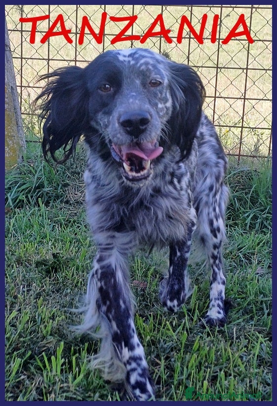 Setter Inglese cani TANZANIA, DOLCE SETTERINA SENZA CODA, 4 ANNI 15 KG a Città metropolitana di Milano - Annuncio 5