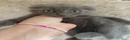 Scottish gatti in vendita: Cuccioli scottish fold  a Provincia di Forlì-Cesena - Annuncio 13