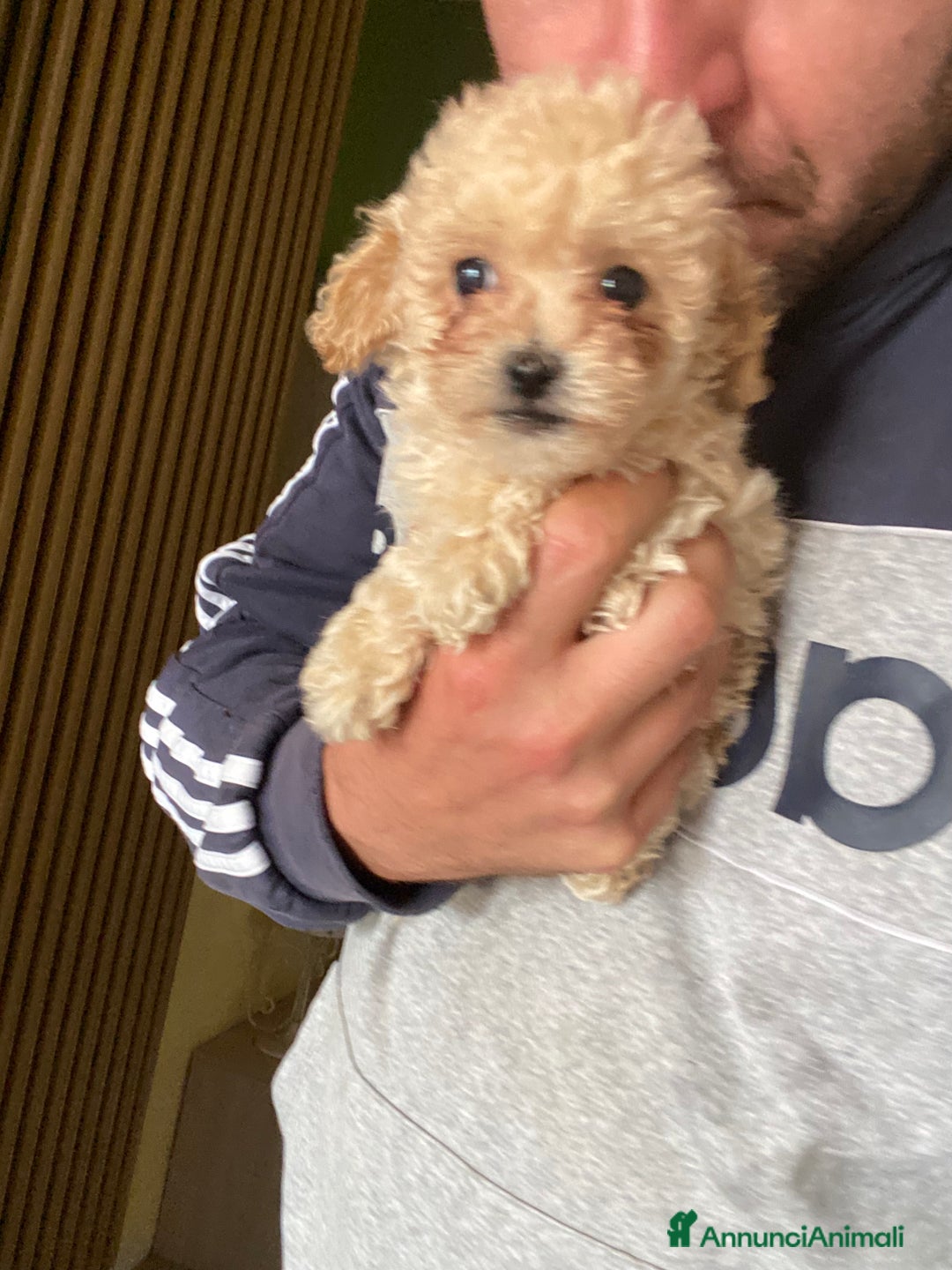 Maltese cani in vendita: Maltipoo a Provincia di Latina - Immagine 1