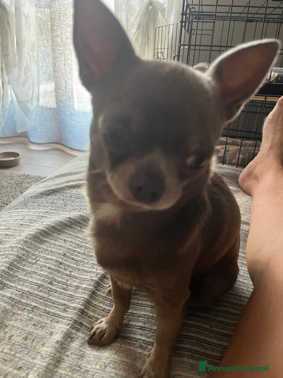 Chihuahua cani per accoppiamento: CHIHUAHUA LILAC DA MONTA DISPONIBILE - Annuncio 4