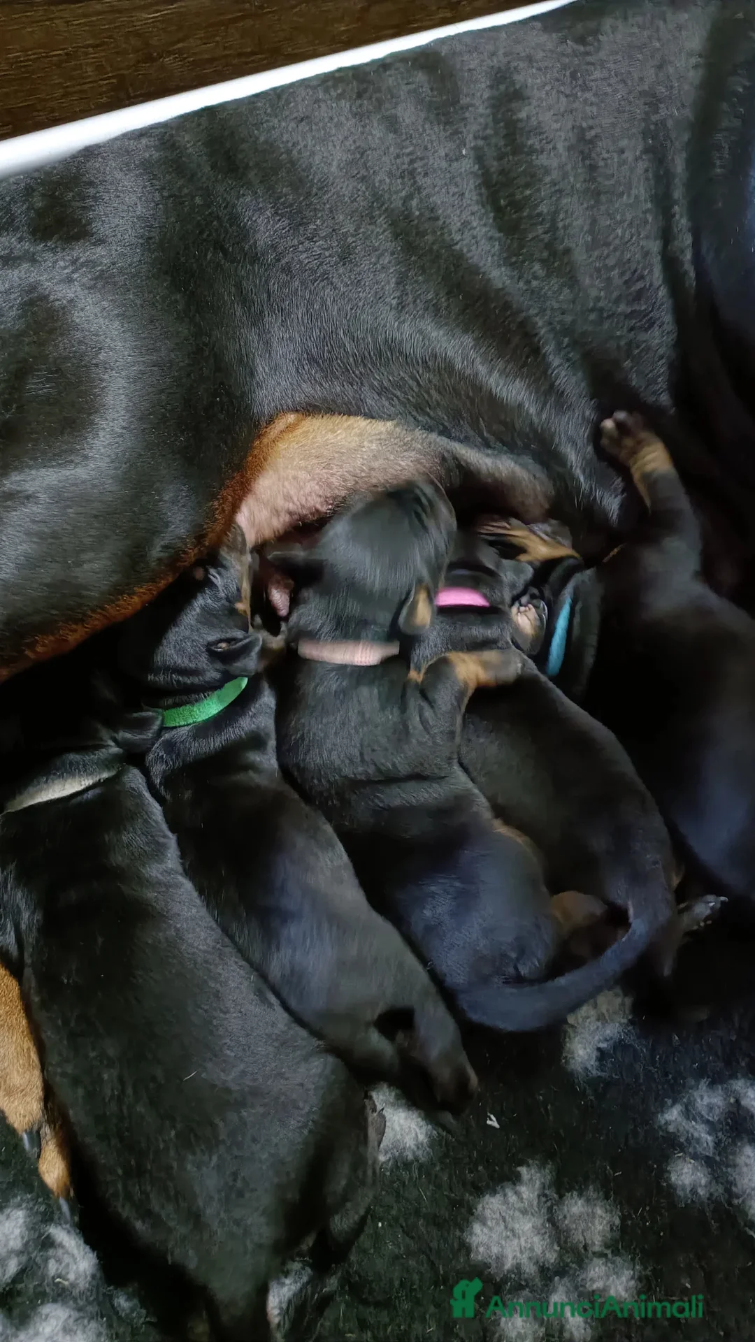 Dobermann cani in vendita: Cucciolata dobermann  ottimo pedigree  a Provincia di Mantova - Annuncio 2