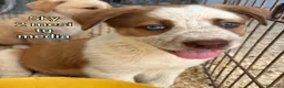 Meticcio cani in regalo: CUCCIOLI: TEMPO SCADUTO, URGENTE  a Provincia di Arezzo - Annuncio 2