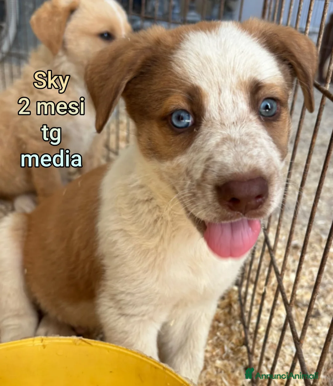 Meticcio cani in regalo: CUCCIOLI: TEMPO SCADUTO, URGENTE  a Provincia di Arezzo - Annuncio 2