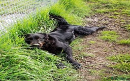 Labrador cani in regalo: ANTONIA, mix labradorina cioccolato a Provincia di Latina - Immagine 8