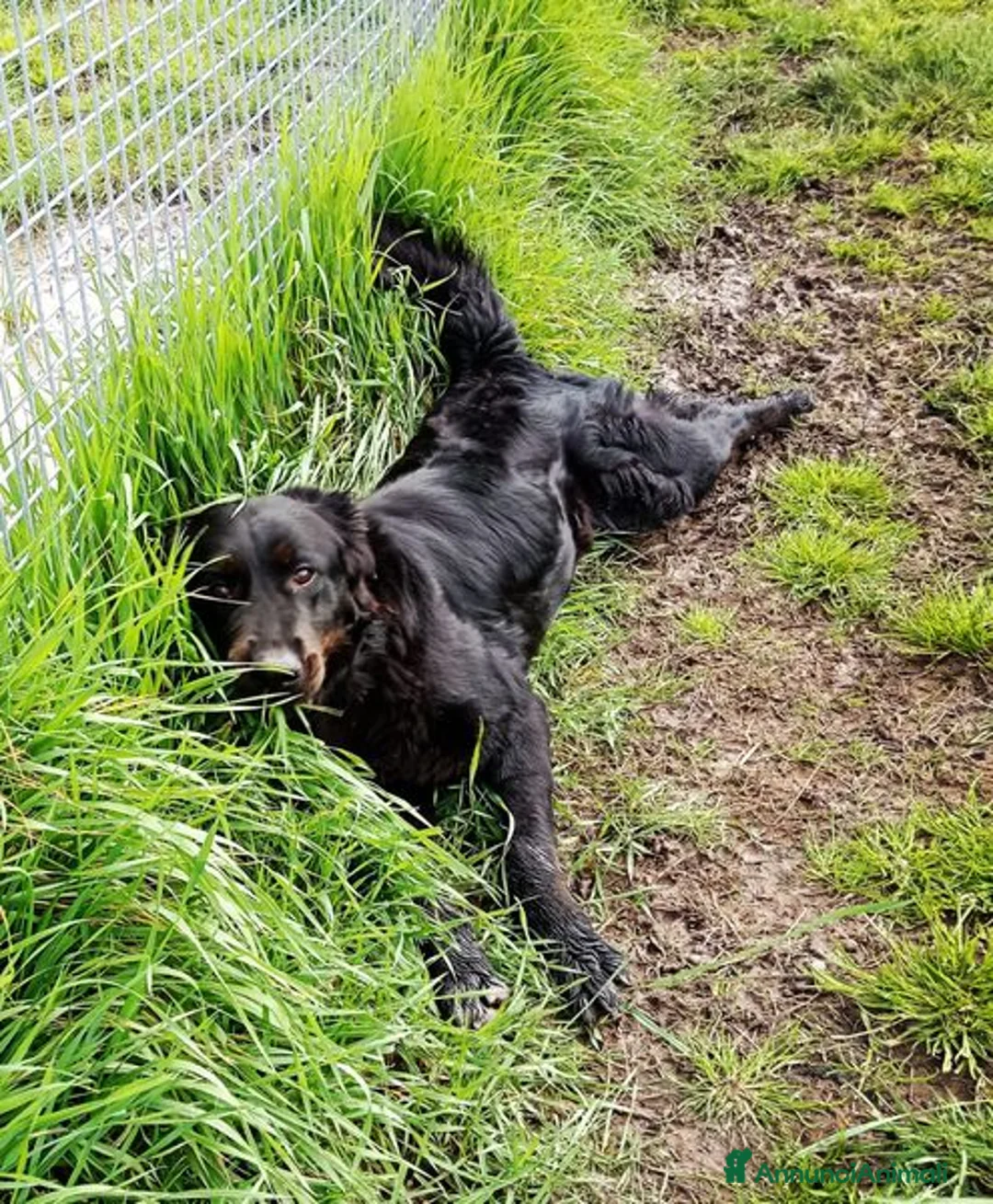 Labrador cani in regalo: ANTONIA, mix labradorina cioccolato a Provincia di Latina - Annuncio 8