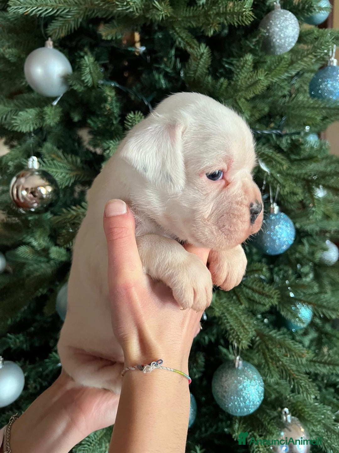 Boxer cani in vendita: Boxer  - Annuncio 2