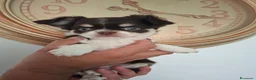 Chihuahua cani in vendita: Femmina pelo lungo tg piccola  - Annuncio 3