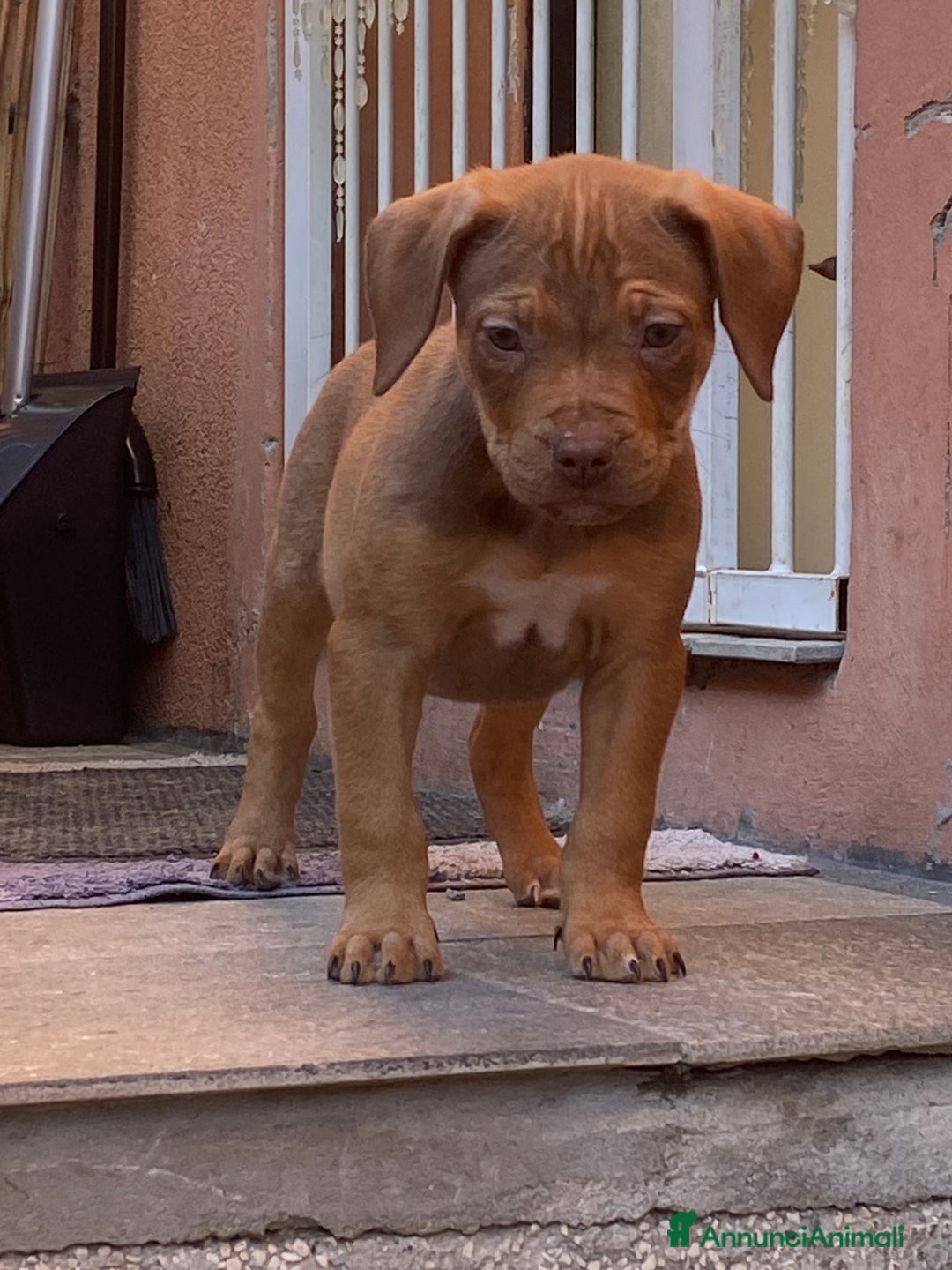 Pitbull cani in vendita: Cucciola di Pitbull Tricolor con Pedigree  a Città Metropolitana di Milano - Immagine 3
