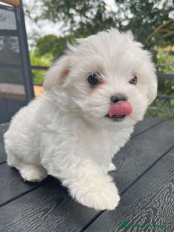 Maltese cani Cuccioli Maltese toy - Annuncio 16