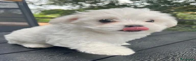 Maltese Cucciolo 2