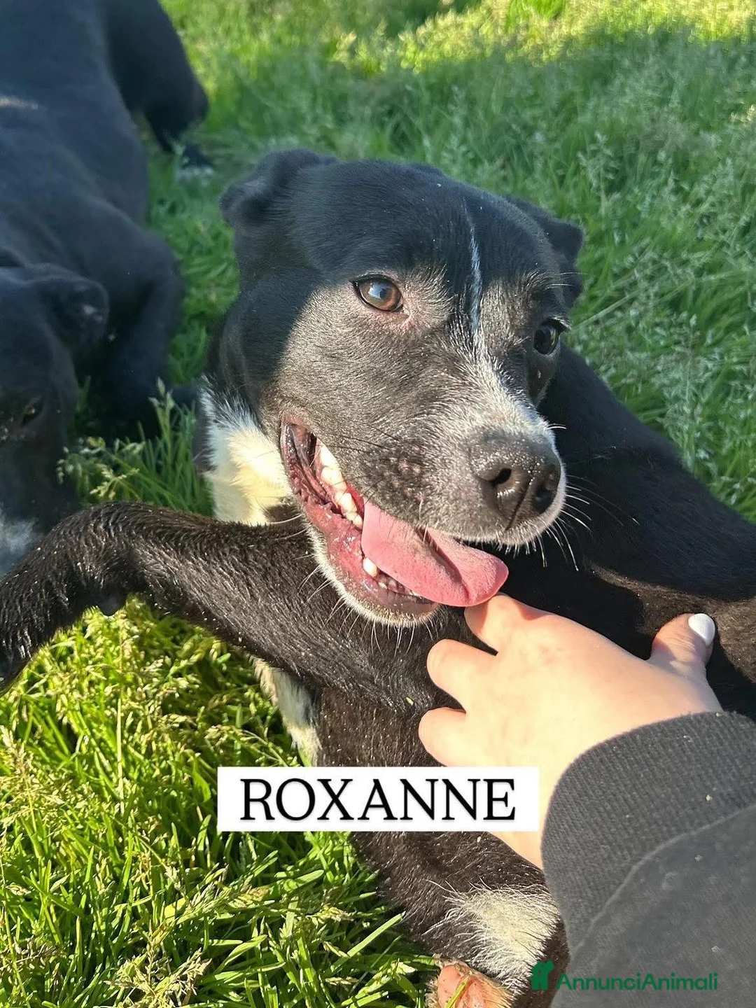 Meticcio cani in regalo: ROXANNE, cucciolandia - Annuncio 9