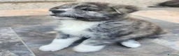 Akita Inu cani in vendita: Akita inu maschio  a Provincia di Como - Annuncio 13
