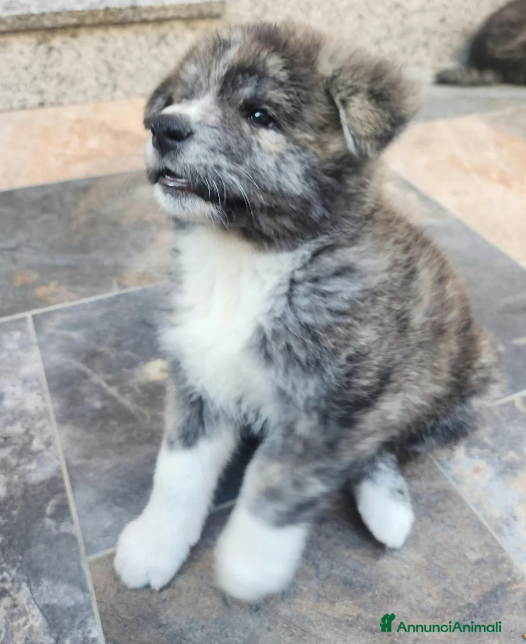 Akita Inu cani in vendita: Akita inu maschio  a Provincia di Como - Annuncio 13