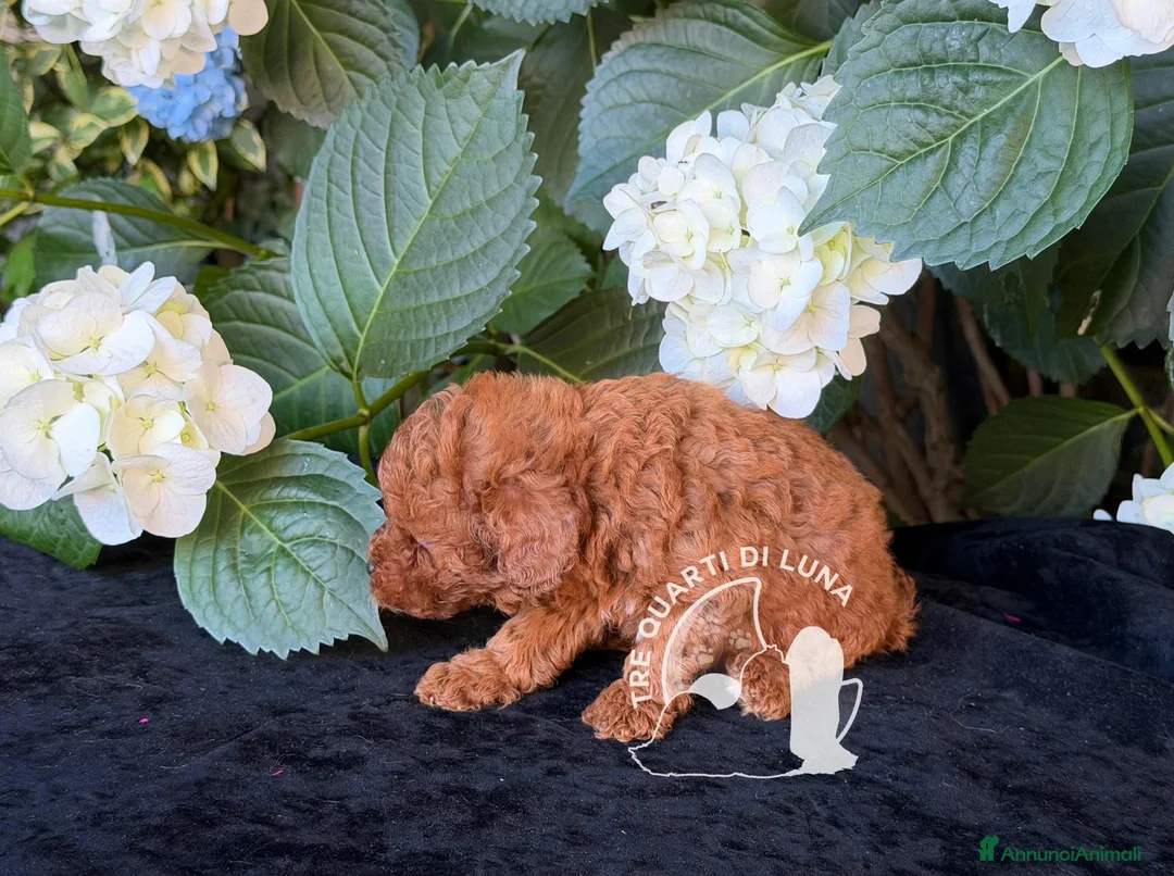 Barboncino Toy cani in vendita: Cuccioli Barboncino Toy - 2 Mesi - Annuncio 1