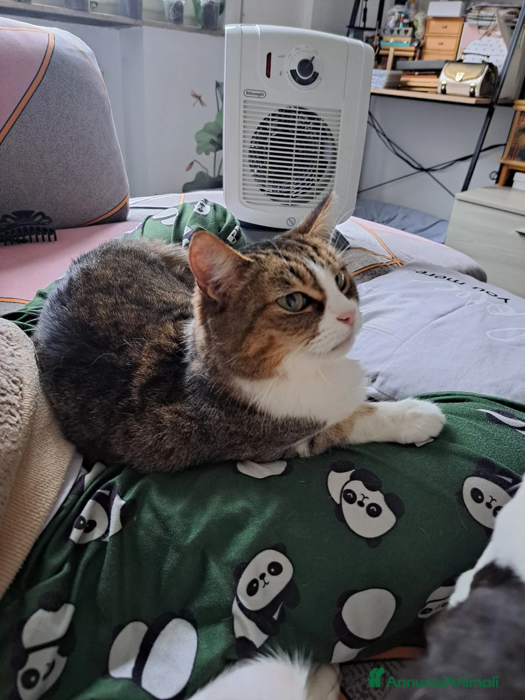 Altre razze gatti in regalo: Gattini desiderosi di trovare famiglia  a Provincia di Prato - Annuncio 2