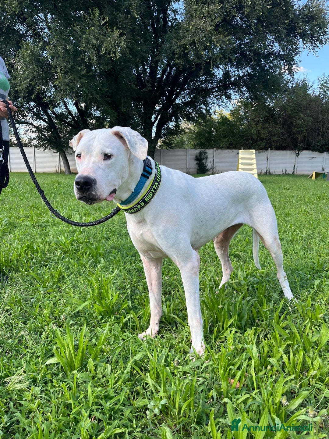 Affenpinscher cani in regalo: LOLA DOGO ARGENTINO - Annuncio 10