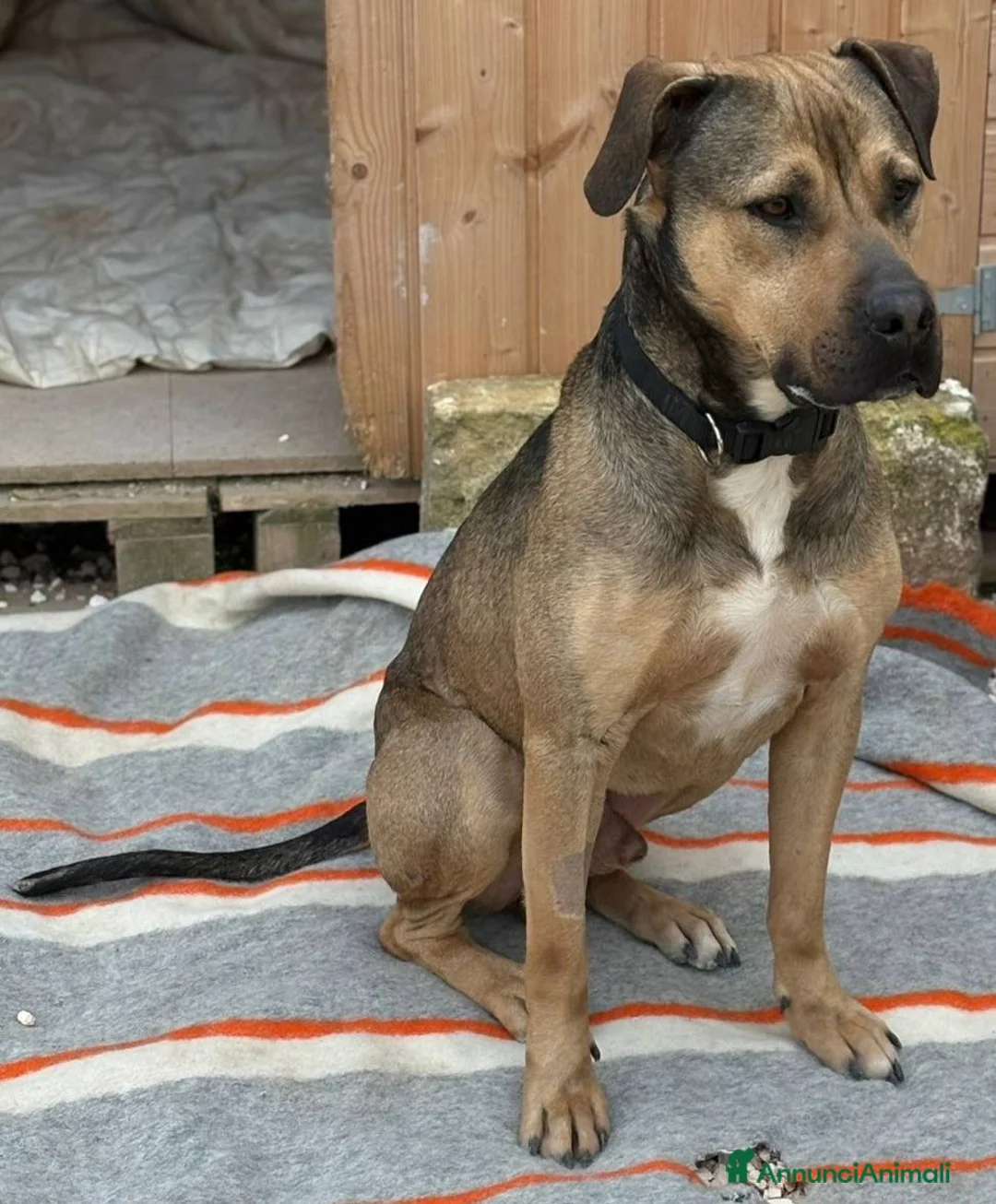 Meticcio cani in regalo: Bobby bello buono rispettoso dolce equilibrato - Annuncio 12