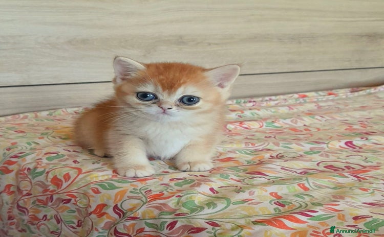 British gatti a Città Metropolitana di Torino - Annuncio 6