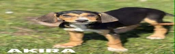 Meticcio cani in regalo: 5 CUCCIOLI simpaticissimi e coccoloni in canile! - Annuncio 6