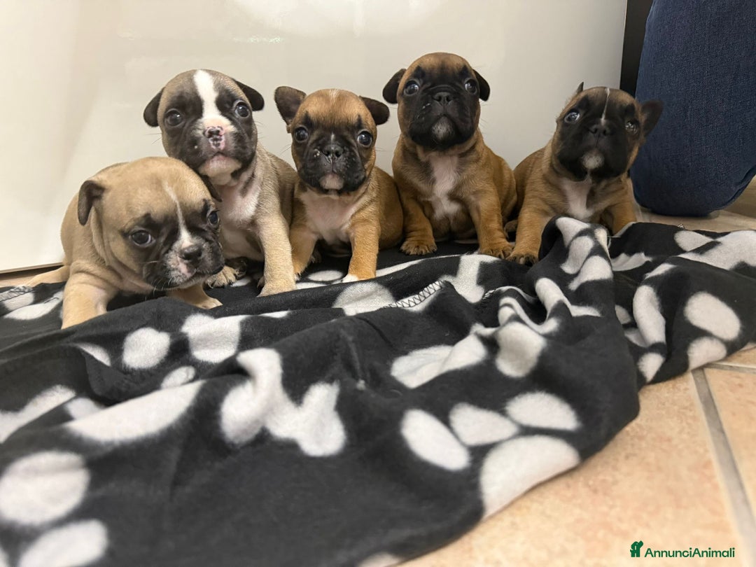 Bulldog Francese cani in vendita: Cuccioli di Buldog francese  - Annuncio 11