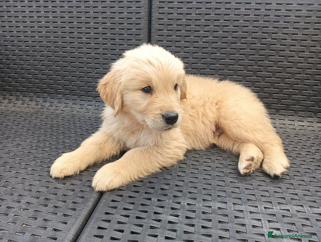 Golden Retriever cani in vendita: Golden retriever con pedigree  - Annuncio 4
