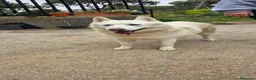 Meticcio cani in regalo: Snow, una bellissima simil pastore svizzero - Annuncio 2