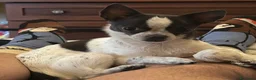 Chihuahua cani in vendita: Cuccioli di chihuahua  - Annuncio 2