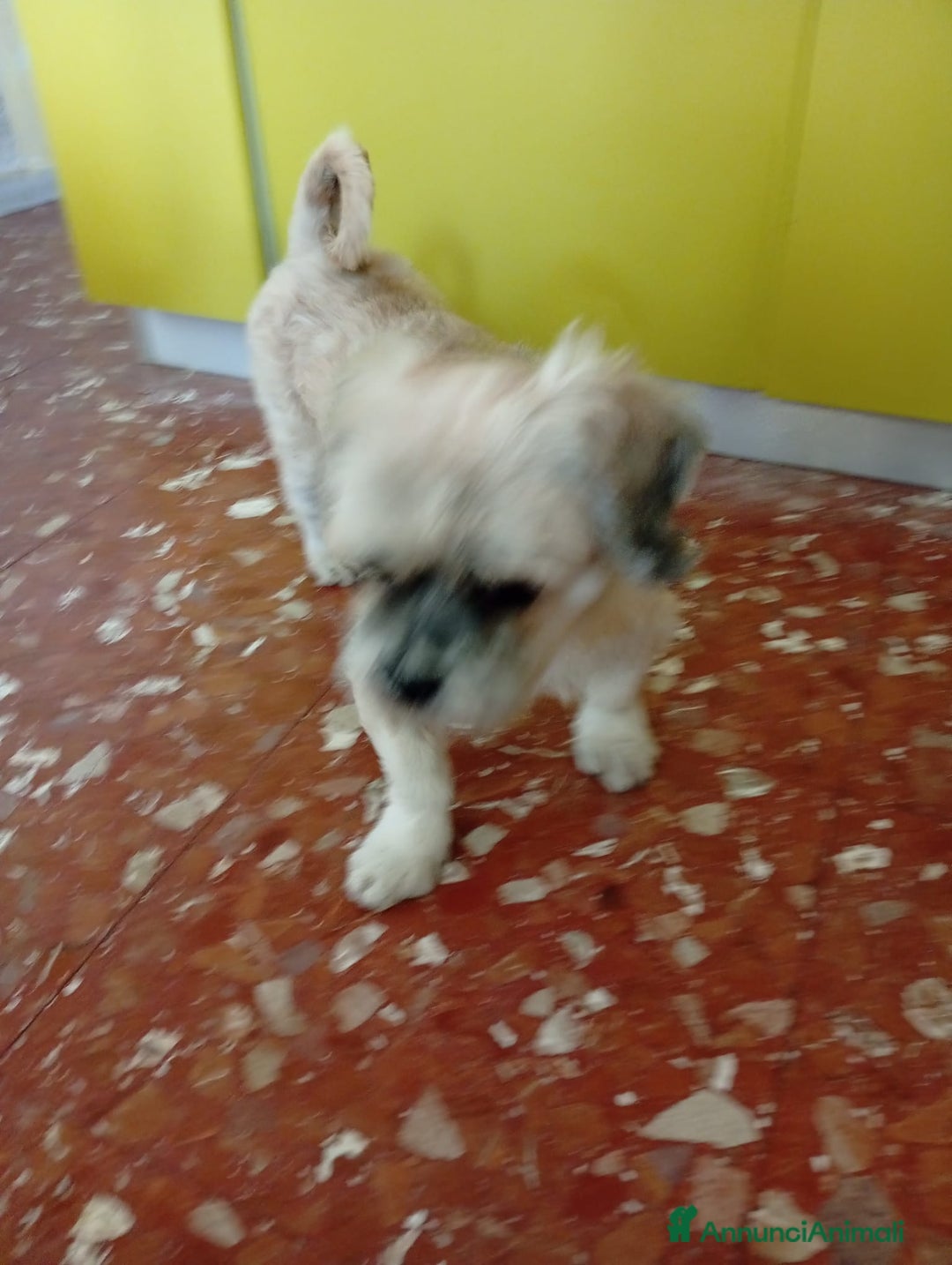 Irish Terrier cani in regalo: Lhasa apso 11anni kg9 ok gatti.ROMA - Annuncio 4