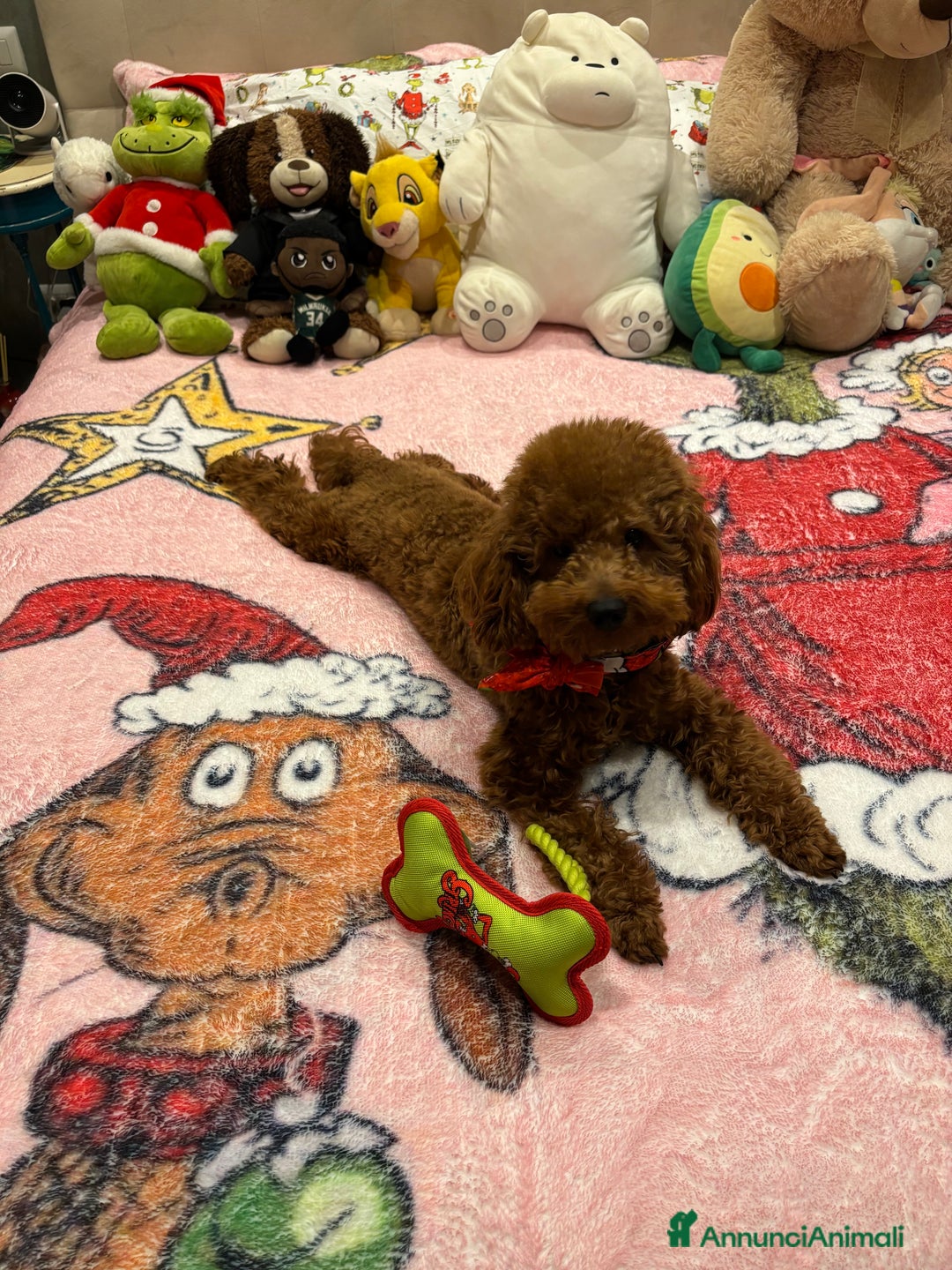 Barboncino cani per accoppiamento: Barboncino Nano cerca fidanzata milano - Annuncio 2