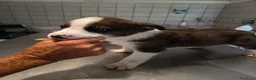Meticcio cani in regalo: CUCCIOLI CERCANO CASA  - Annuncio 4